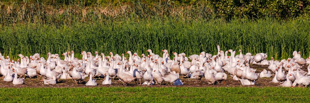 A large number of domestic white geese in a rural field in Germany