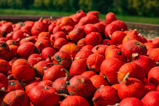 A bunch of pumpkins on a trailer in the sun after harvest in autumn, Germany