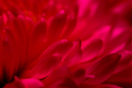 Abstract floral background, red purple chrysanthemum flower petals. Macro flowers backdrop for holiday design. Soft focus