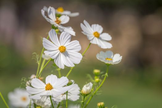 Delicate single flower head in a bloom, idyllic Giverny gardens at springtime, France