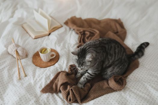 Cute tabby cat in bed on warm blanket. Hygge concept. Lazy weekend.