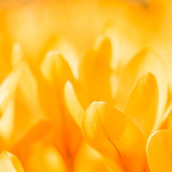 Abstract floral background, yellow crocus flowers. Macro flowers backdrop for holiday brand design