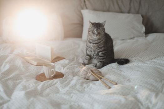 Cute tabby cat in bed on warm blanket. Hygge concept. Lazy weekend.