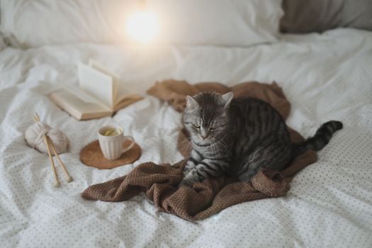 Cute tabby cat in bed on warm blanket. Hygge concept. Lazy weekend.