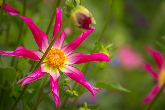 Delicate single flower head in a bloom, idyllic Giverny gardens at springtime, France
