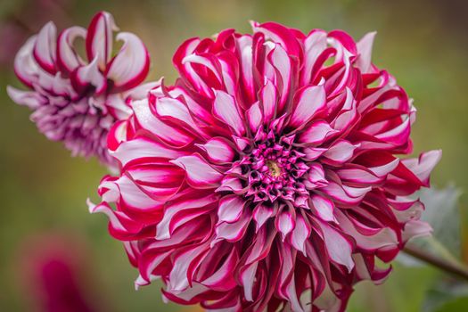 Delicate single flower head in a bloom, idyllic Giverny gardens at springtime, France