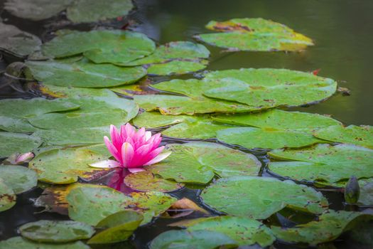 Idyllic Monet Water Garden, lilly pads landscape in Giverny, France