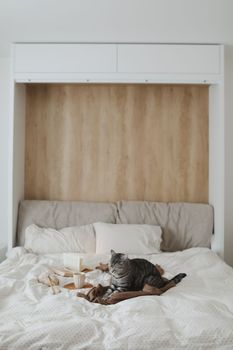 Cute tabby cat in bed on warm blanket. Hygge concept. Lazy weekend.
