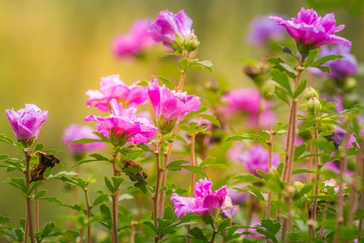Delicate single flowers head in a bloom, idyllic Giverny gardens at springtime, France
