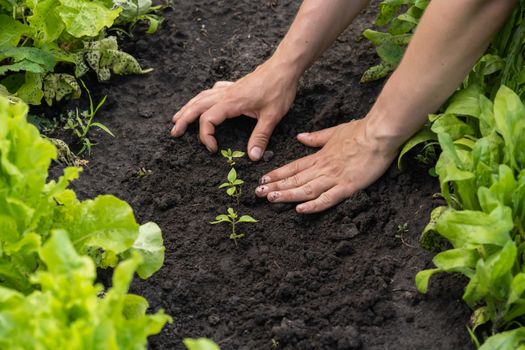Close up of professional gardener hands planting a seedling. New life, growth and gardening concept. Small green plant seedling is growing in the soil