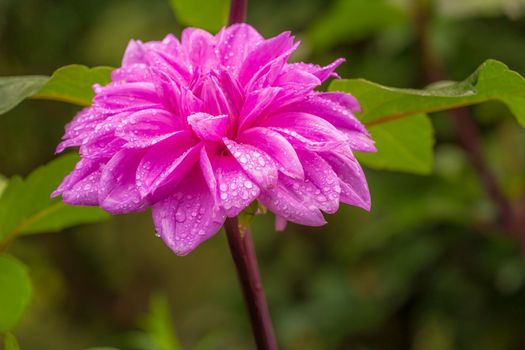 Delicate single flower head in a bloom, idyllic Giverny gardens at springtime, France