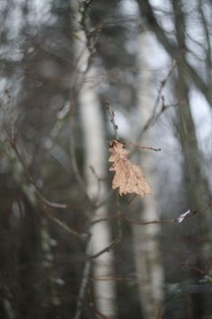 Oak Leaf. Lonely yellow oak leaf on a branch. One oak leaf on a branch in autumn or winter.