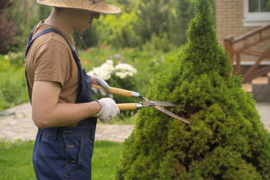 A young man in a straw hat and hands in gloves is trimming bushes in his garden with a big secateur. A professional gardener is cutting a thuja tree for a better shape