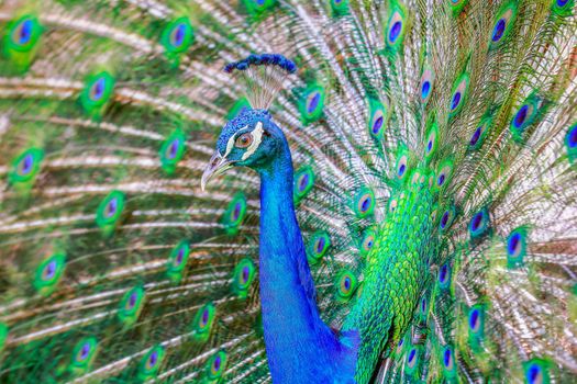 Beautiful blue male Peacock with feathers fanned out in South Asia