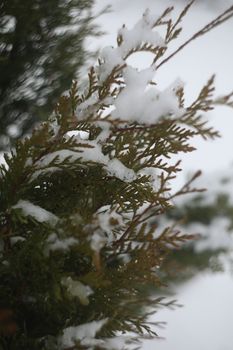 Green thuja branches covered with snow. Frozen plants. Winter season. Forest details. Beauty in nature. Atmospheric mood.