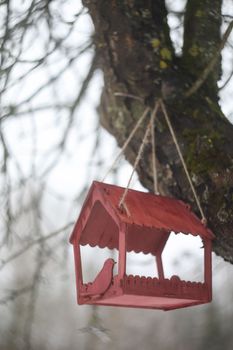 Close-up of a bird feeder on a tree under the snow in the forest
