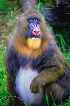 Lovely Mandril primate monkey resting, shy eyes looking at camera, Congo, Africa Equatorial