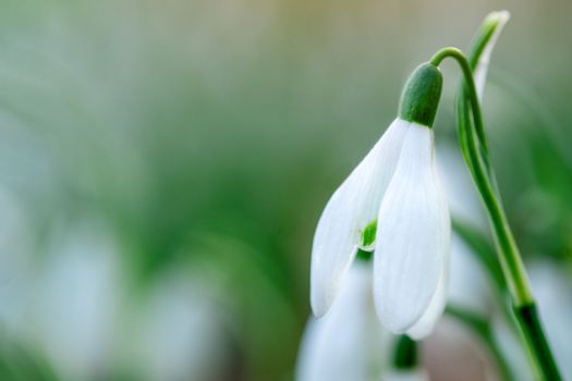 white snowdrops on green grass on a spring sunny day. Space for text. Early spring close-up flowers with bright sunlight