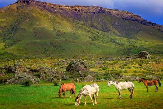 Stallion brown wild horses, mustang in the Patagonia steppe, Argentina, South America
