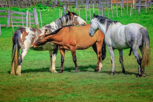 Stallion brown wild horses, mustang in the Patagonia steppe, Argentina, South America