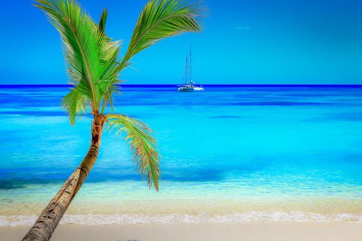 Tropical paradise, sand beach in caribbean Saona Island, Punta Cana, Dominican Republic