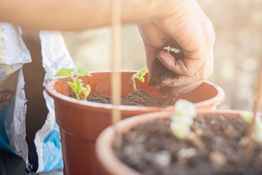 Hands planting young plant in a big pot. Lifestyle.