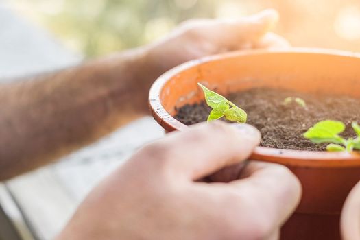 Hands planting young plant in a big pot. Lifestyle