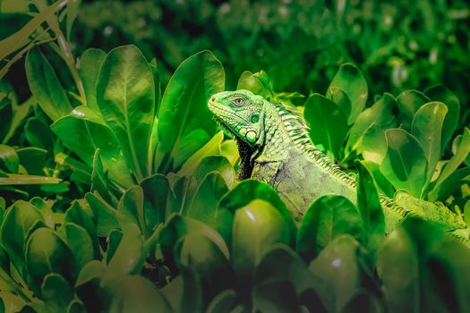 Green alertness and cute Iguana: camouflage in caribbean foliage, Cancun, Mexico
