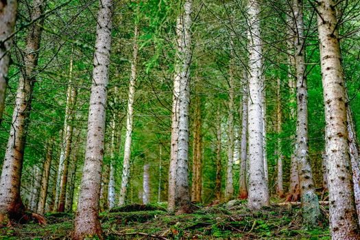Pine trees green alpine woodland, pattern landscape, Bavarian Alps and Tyrol border