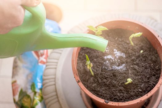 Young plant watered from a watering can.