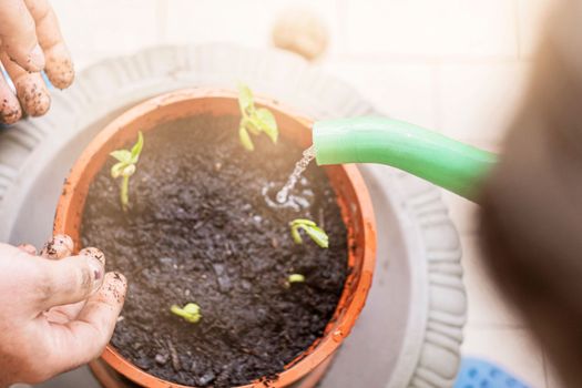 Young plant watered from a watering can.