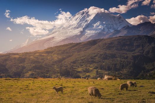 Flock of Sheeps and Huascaran Mountain massif in Cordillera Blanca at sunrise, snowcapped Andes, Ancash, Peru, South America