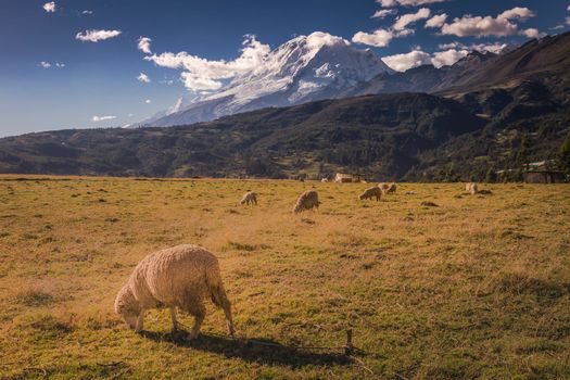 Flock of Sheeps and Huascaran Mountain massif in Cordillera Blanca at sunrise, snowcapped Andes, Ancash, Peru, South America