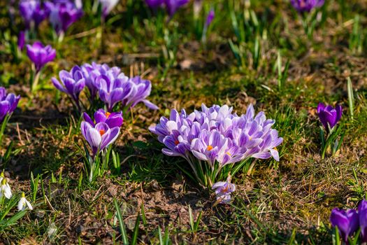 Romantic close-up of purple crocuses in the grass