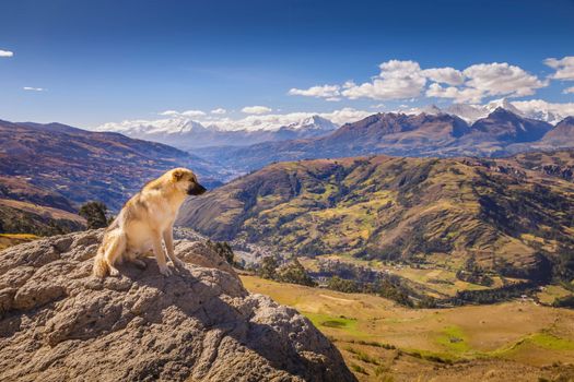 Dog and Cordillera Blanca panorama near Huaraz, snowcapped Peruvian Andes at sunny day, Ancash, Peru