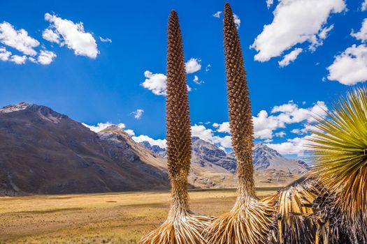 Puya de Raimondi Field and Valley of Carpa, Cordillera Blanca, Ancash peruvian Andes, Peru