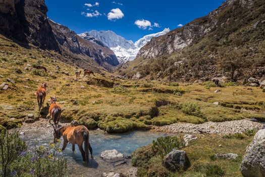 River and Huascaran Mountain massif in Cordillera Blanca, snowcapped Andes, Ancash, Peru, South America