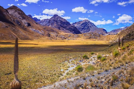 Puya de Raimondi Field and Valley of Carpa, Cordillera Blanca, Ancash peruvian Andes, Peru