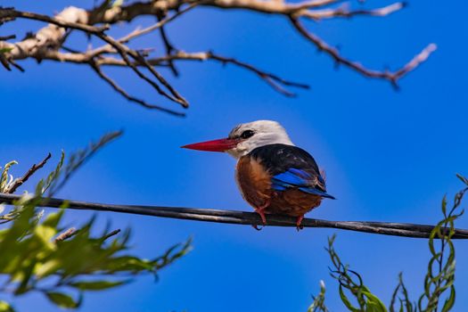 A beautiful kingfisher with a long red beak sits attentively on a power cable, Cape Verde
