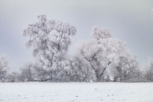 A group of trees in the countryside with snow in winter are completely iced over