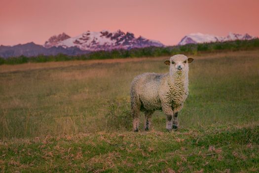 Lonely Sheep and Huascaran Mountain massif in Cordillera Blanca at sunrise, snowcapped Andes, Ancash, Peru, South America