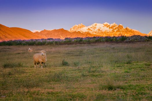 Lonely Sheep and Huascaran Mountain massif in Cordillera Blanca at sunrise, snowcapped Andes, Ancash, Peru, South America