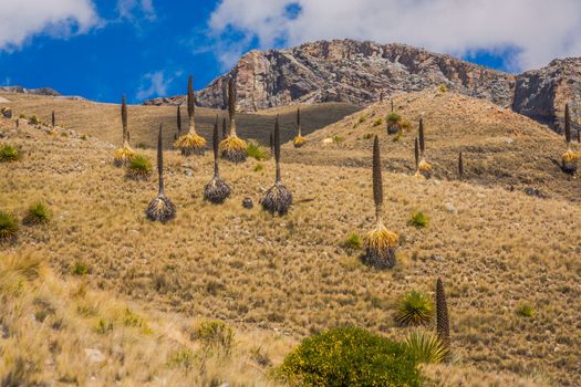Puya de Raimondi Field and Valley of Carpa, Cordillera Blanca, Ancash peruvian Andes, Peru