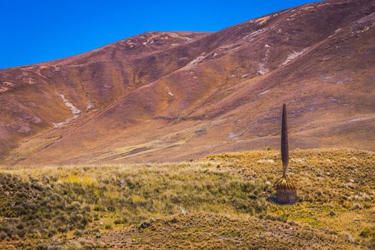 Puya de Raimondi Field and Valley of Carpa, Cordillera Blanca, Ancash peruvian Andes, Peru