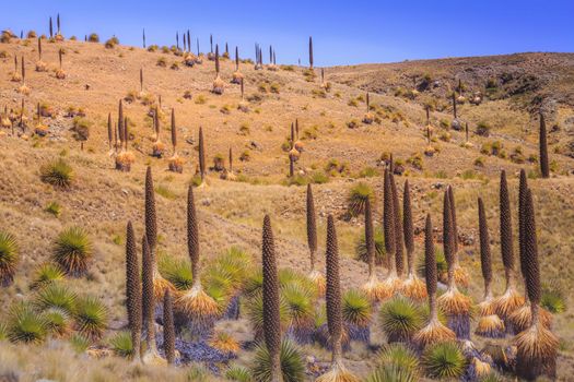 Puya de Raimondi Field and Valley of Carpa, Cordillera Blanca, Ancash peruvian Andes, Peru