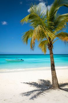 Tropical paradise, sand beach in caribbean Saona Island, Punta Cana, Dominican Republic