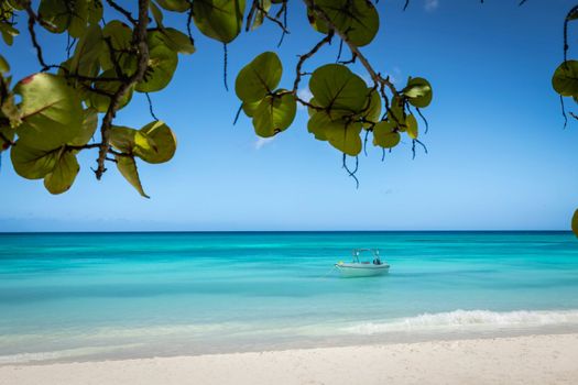 Tropical paradise, sand beach in caribbean Saona Island, Punta Cana, Dominican Republic