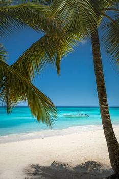 Tropical paradise, sand beach in caribbean Saona Island, Punta Cana, Dominican Republic