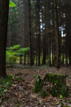 Very beautiful autumn forest, stump, green moss. Morning forest after rain