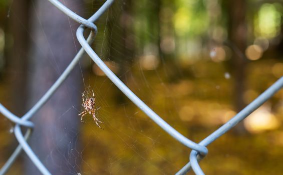 A large spider sits on a web in the forest, bright sunlight seeps through the leaves of the trees, beautiful sun bokeh